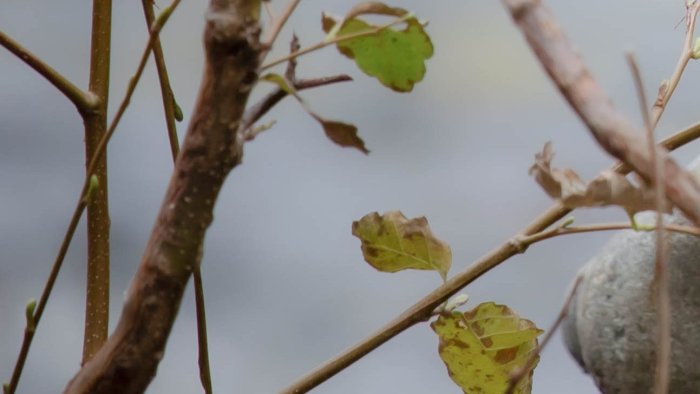 Branches_2-e1669927626415