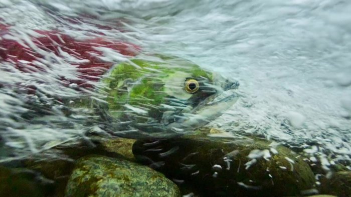 "Taking a Pause in the Rapids", looped video from "Uninterrupted-VR" by Nettie Wild, Betsy Carson, Rae Hull, and Michael Brockington. Still from video.